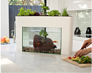 Aquasprouts Aquaponic Setup with Fish Tank